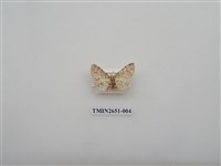 藏品(尺蛾180)的圖片
